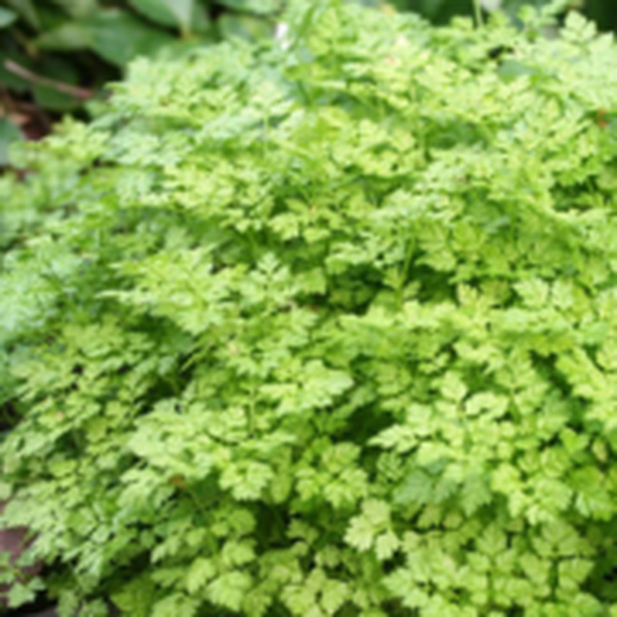 Chervil Herb West Coast Seeds