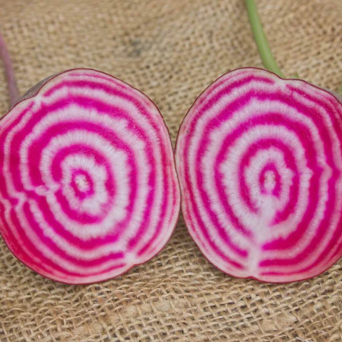 Chioggia Guardsmark Organic Beet West Coast Seeds