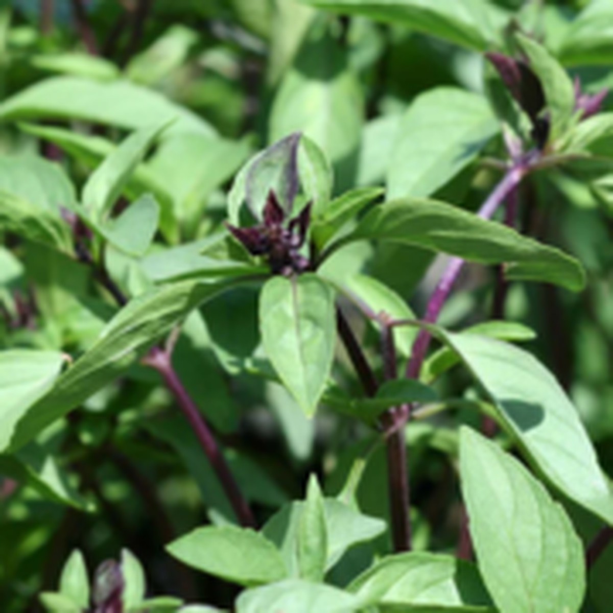 Cinnamon Basil West Coast Seeds