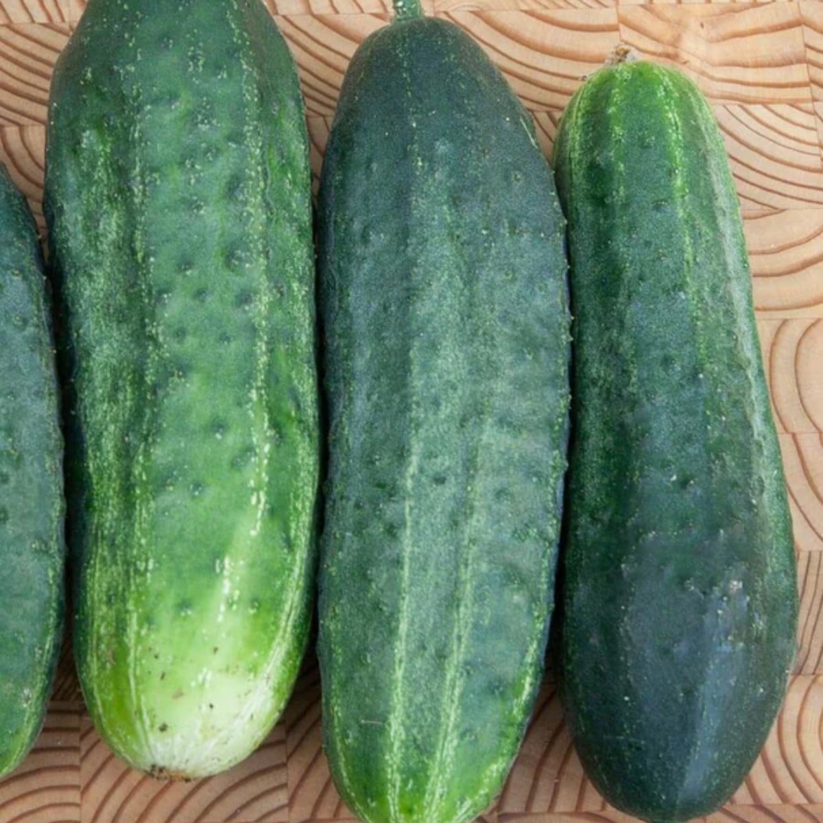Excelsior Organic F1 Cucumber West Coast Seeds