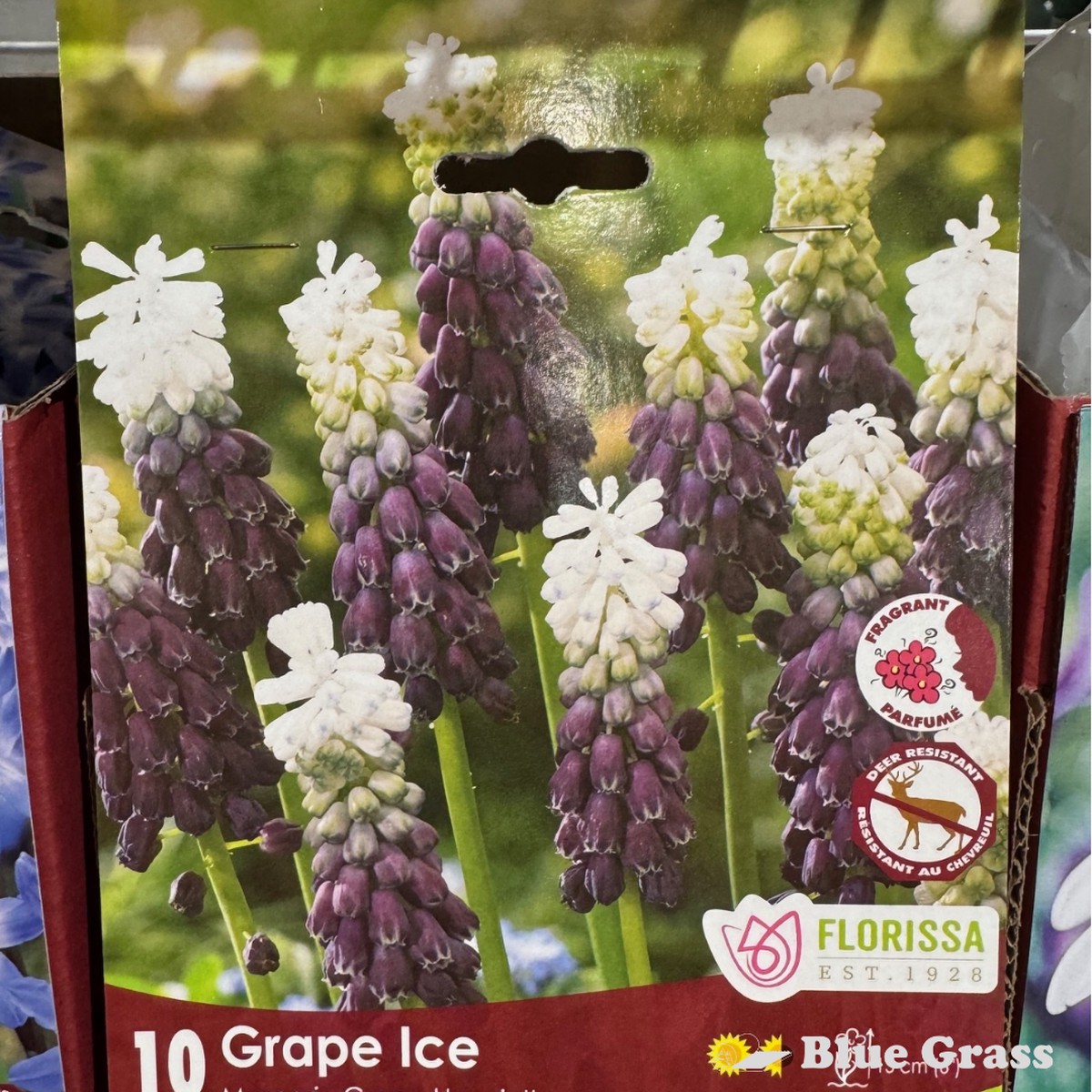 Fall Bulbs- Grape Ice Muscari - Florissa