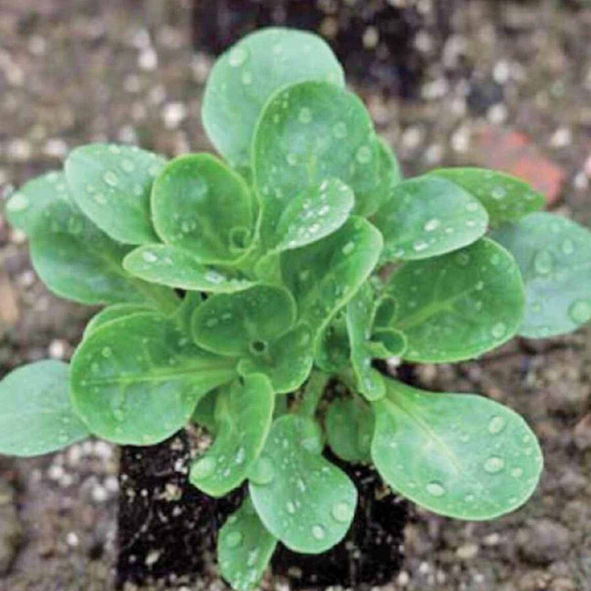 Granon Organic Corn Salad West Coast Seeds
