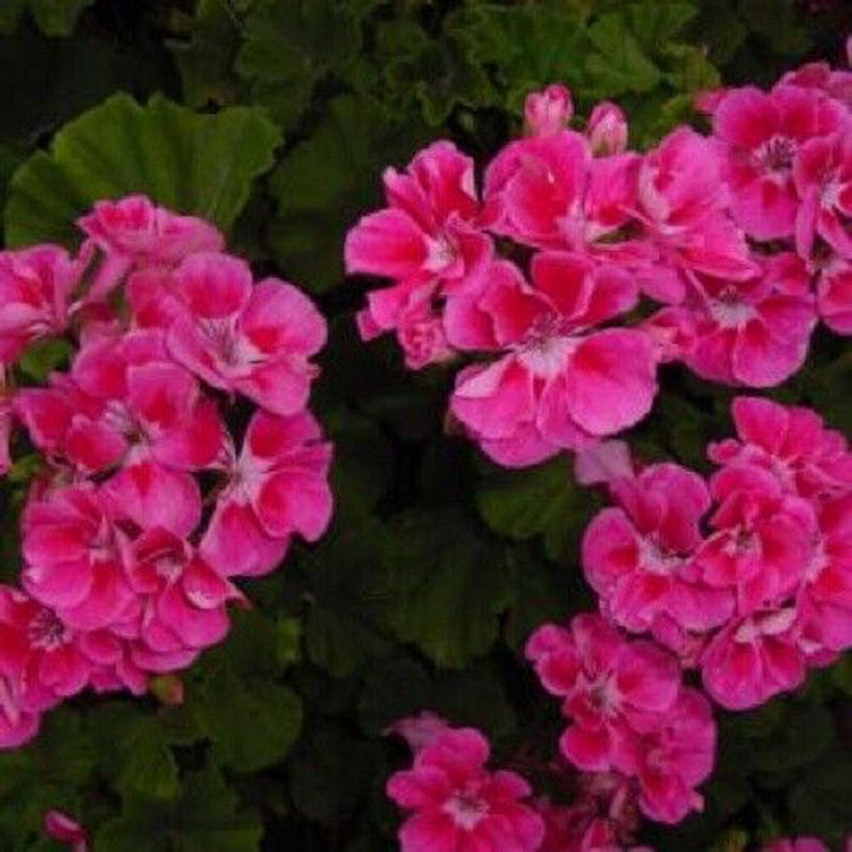 Green River 10 Bright Pink Geranium Seeds - Decor Decoratives for Garden & Container Gardening & Balcony Decor - Long Blooming, Pollinator Friendly, Compact Growth, All Seasons U