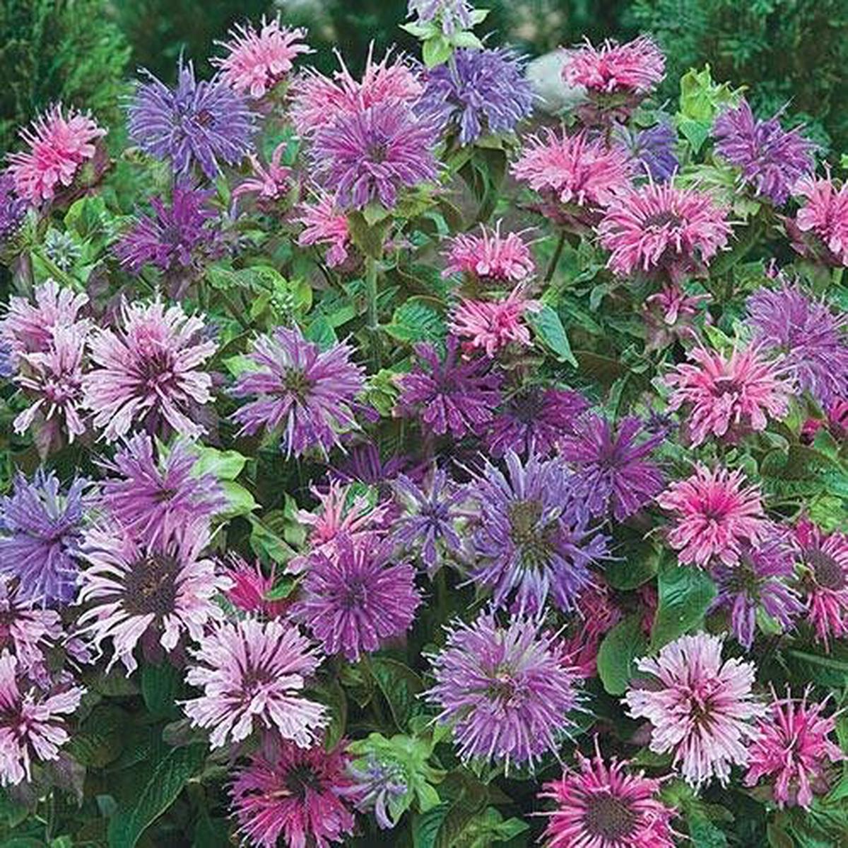 Green River 100 Blue Shades Bee Balm Seeds Premium Perennial Flower Seeds for Pollinator Gardens & Cut Flowers Drought-Tolerant Deer Resistant Fragrant Purple Blooms Ideal for Ou