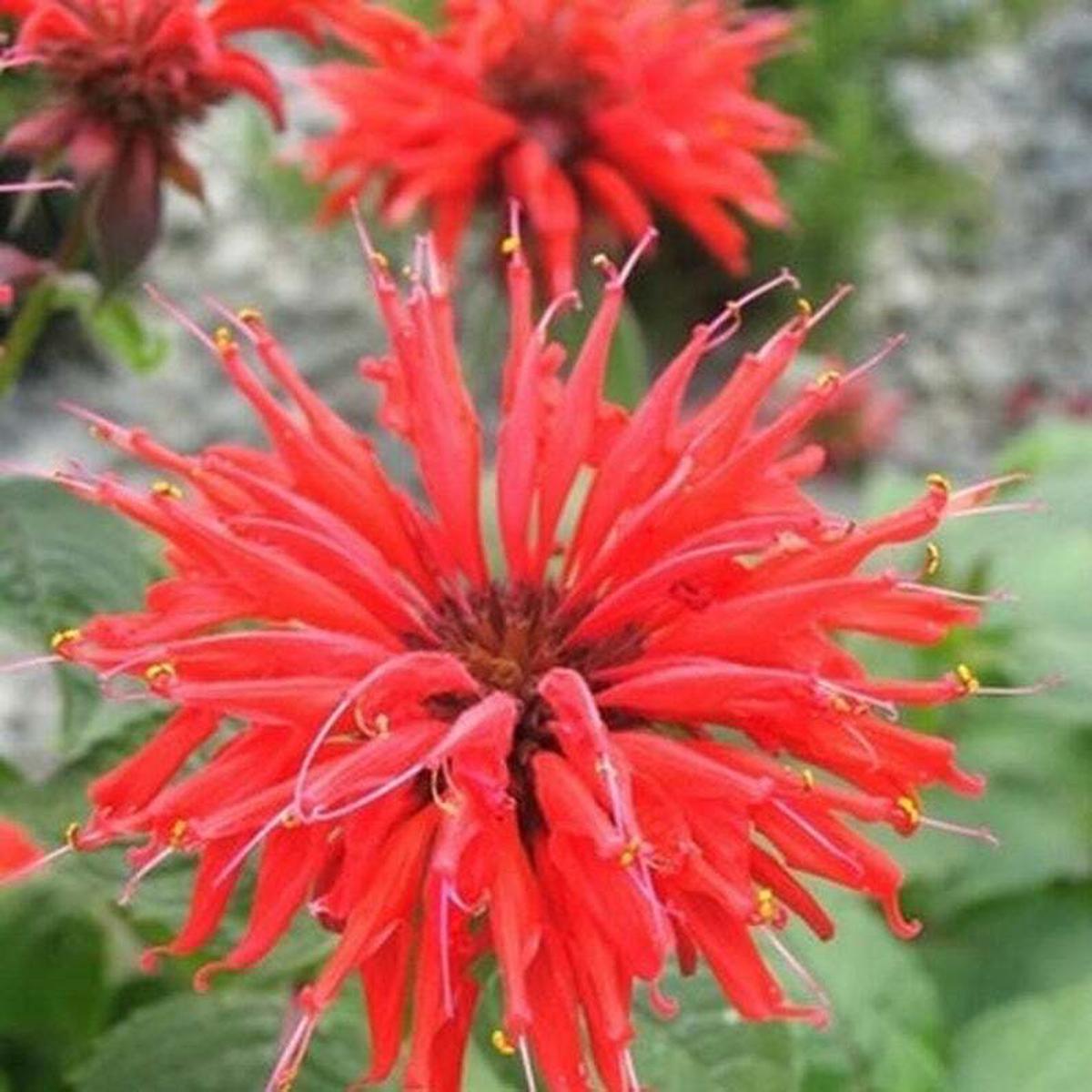 Green River 100 Bright Red Bee Balm Seeds Premium Perennial Flower Seeds for Pollinator Gardens & Cut Flowers Drought-Tolerant Deer Resistant Fragrant Purple Blooms Ideal for Out