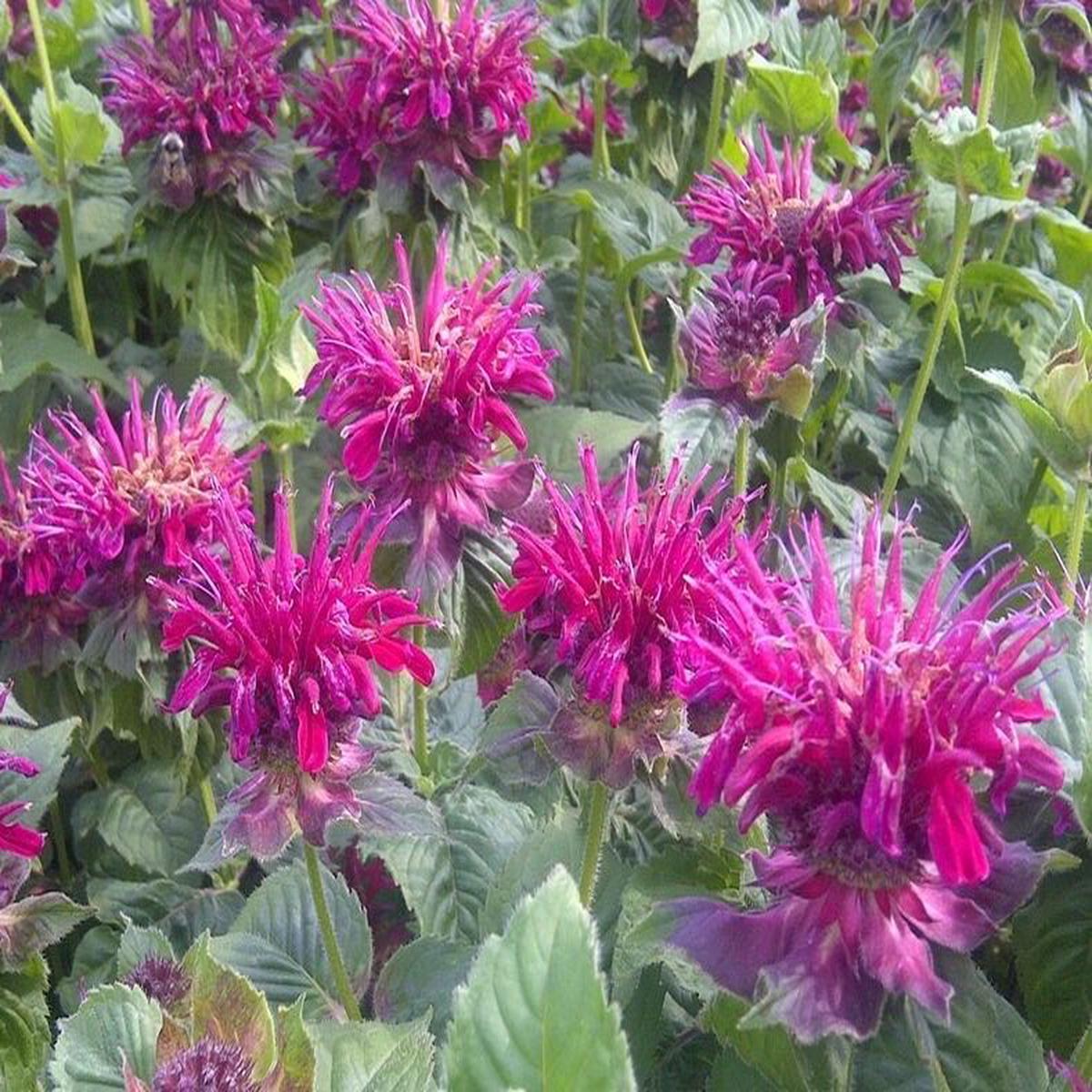 Green River 100 Fireball Bee Balm Seeds Premium Perennial Flower Seeds for Pollinator Gardens & Cut Flowers Drought-Tolerant Deer Resistant Fragrant Purple Blooms Ideal for Outdo
