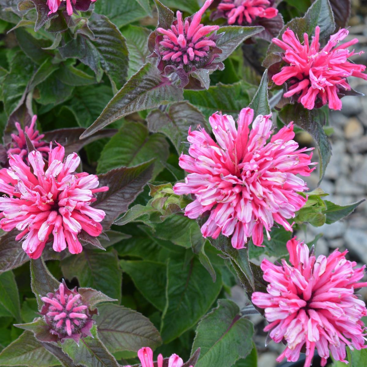 Green River 100 Light Pink Bee Balm Seeds Premium Perennial Flower Seeds for Pollinator Gardens & Cut Flowers Drought-Tolerant Deer Resistant Fragrant Purple Blooms Ideal for Out