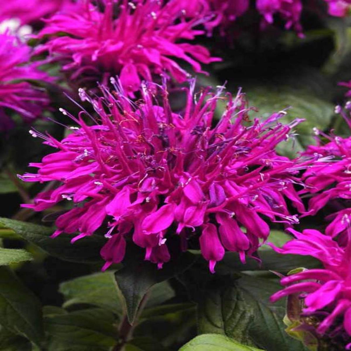 Green River 100 Magenta Bee Balm Seeds Premium Perennial Flower Seeds for Pollinator Gardens & Cut Flowers Drought-Tolerant Deer Resistant Fragrant Purple Blooms Ideal for Outdoo
