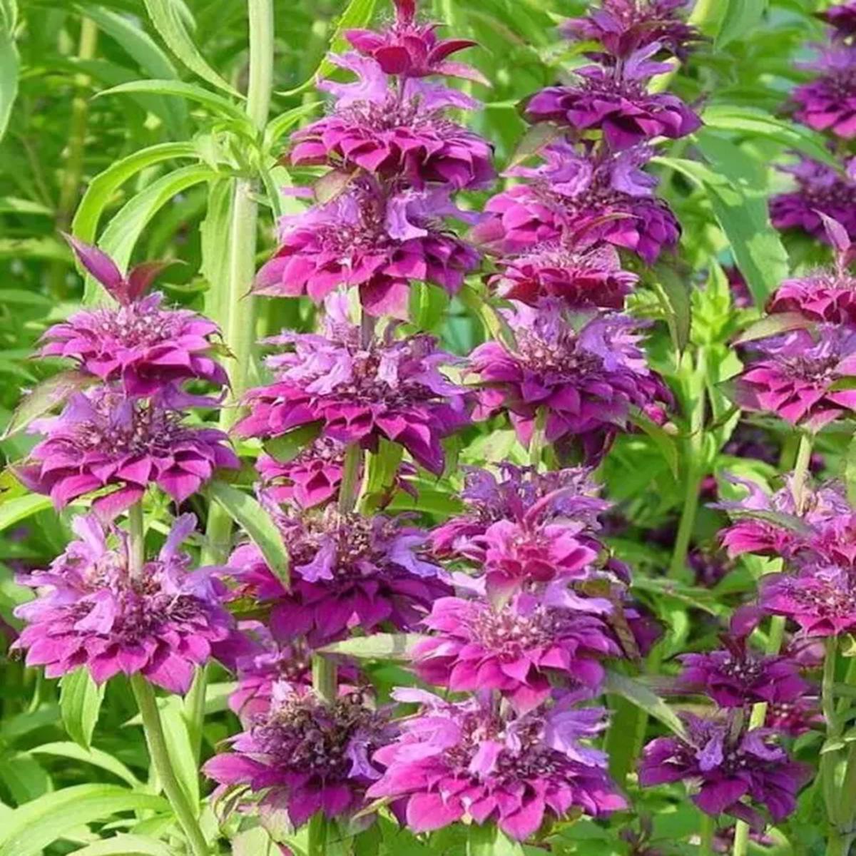 Green River 100 Pink Lilac Bee Balm Seeds Premium Perennial Flower Seeds for Pollinator Gardens & Cut Flowers Drought-Tolerant Deer Resistant Fragrant Purple Blooms Ideal for Out