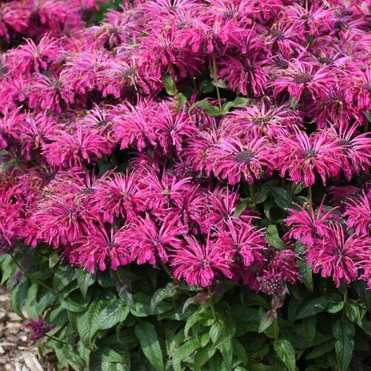 Green River 100 Razzleberry Bee Balm Seeds Premium Perennial Flower Seeds for Pollinator Gardens & Cut Flowers Drought-Tolerant Deer Resistant Fragrant Purple Blooms Ideal for Ou