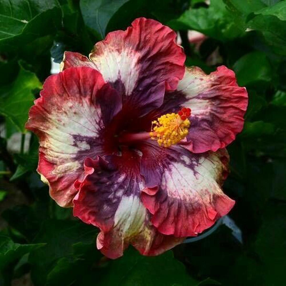 Green River 20 Cream Pink Hibiscus Seeds - Premium Perennial Flower Seeds Pack for Tropical & Pollinator Gardens, Hardy Outdoor Seeds for Full Sun & Well-Drained Soil, Vibrant Ga