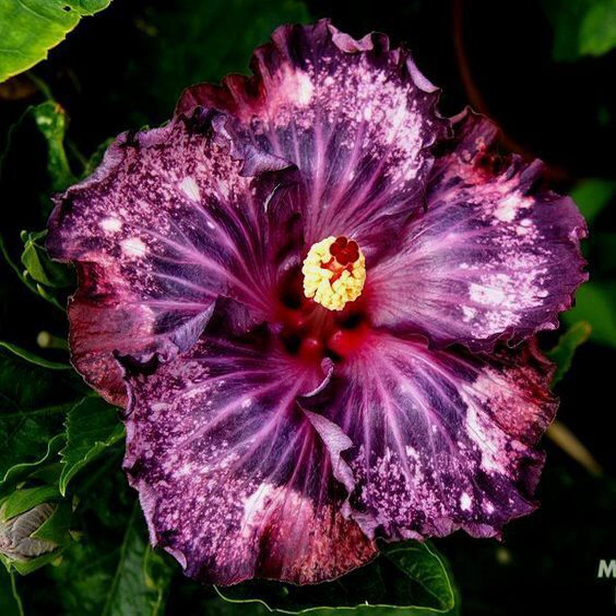 Green River 20 Dark Purple Pink Hibiscus Seeds - Premium Perennial Flower Seeds Pack for Tropical & Pollinator Gardens, Hardy Outdoor Seeds for Full Sun & Well-Drained Soil, Vibr