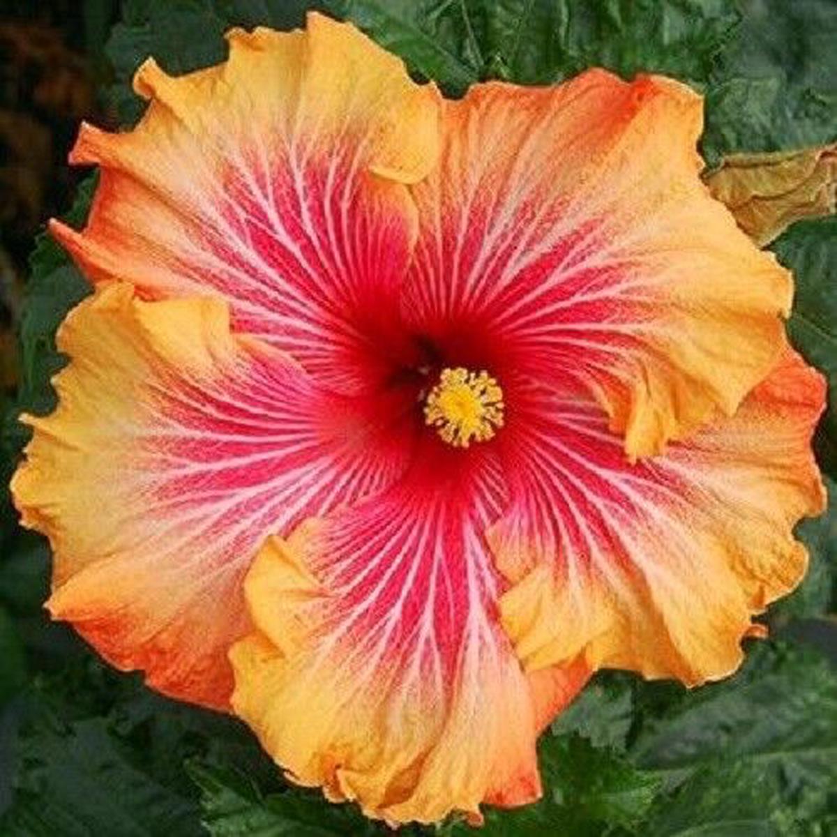 Green River 20 Red Yellow Orange Hibiscus Seeds - Premium Perennial Flower Seeds Pack for Tropical & Pollinator Gardens, Hardy Outdoor Seeds for Full Sun & Well-Drained Soil, Vibrant Garden Blooms Att