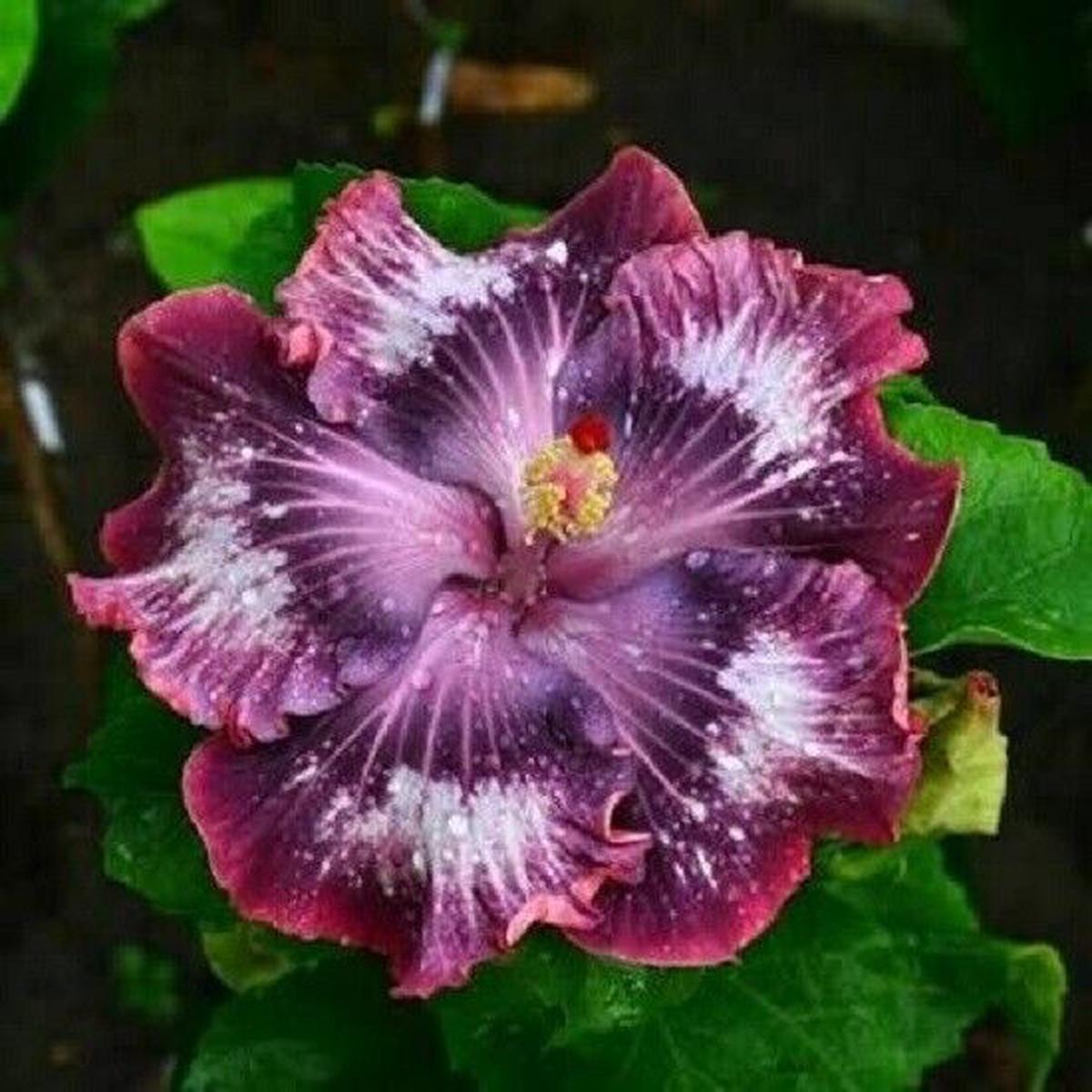 Green River 20 Silver Pink Purple Hibiscus Seeds - Premium Perennial Flower Seeds Pack for Tropical & Pollinator Gardens, Hardy Outdoor Seeds for Full Sun & Well-Drained Soil, Vibrant Garden Blooms At