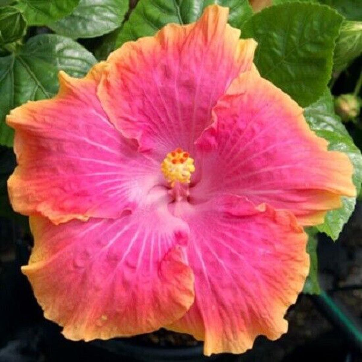 Green River 20 Yellow Pink Hibiscus Seeds - Premium Perennial Flower Seeds Pack for Tropical & Pollinator Gardens, Hardy Outdoor Seeds for Full Sun & Well-Drained Soil, Vibrant Garden Blooms Attractin