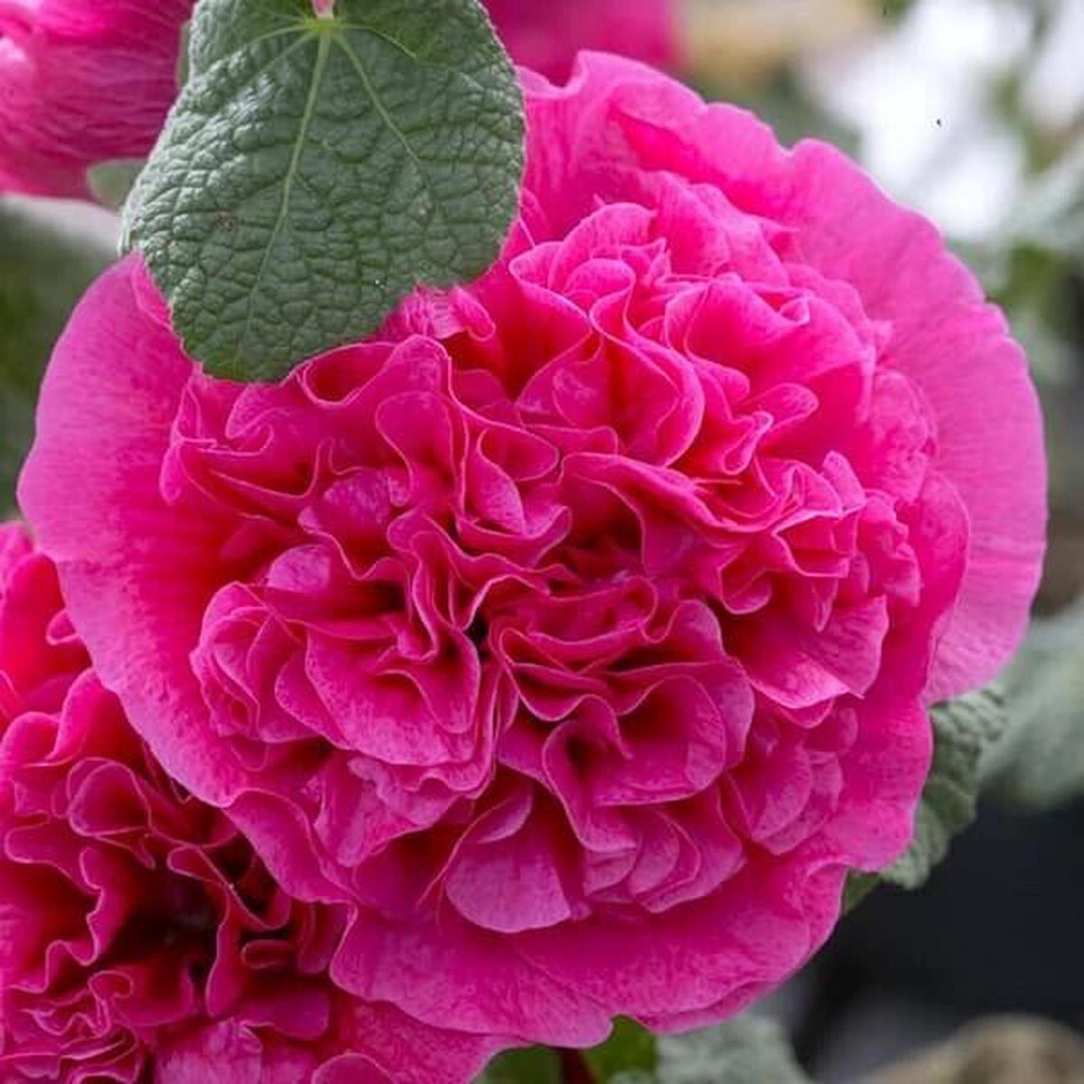 Green River 25 Double Bright Pink Hollyhock Seeds - Flower Seed Pack, Tall Perennial Blooms, Cottage Garden Plants for Borders, Premium Seeds for Planting, Pollinator Friendly Fl