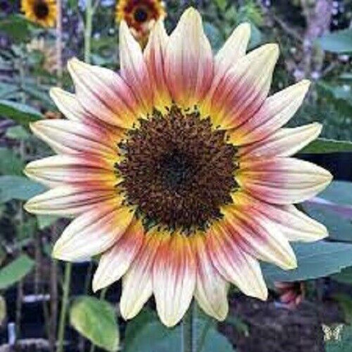 Green River 25 Gypsy Charmer Sunflower Seeds - Perennial Flower Seed Pack, Deep Red Blooms for Pollinator Gardens, Easy to Grow, Non-GMO for Outdoor Planting, Premium Heirloom Se