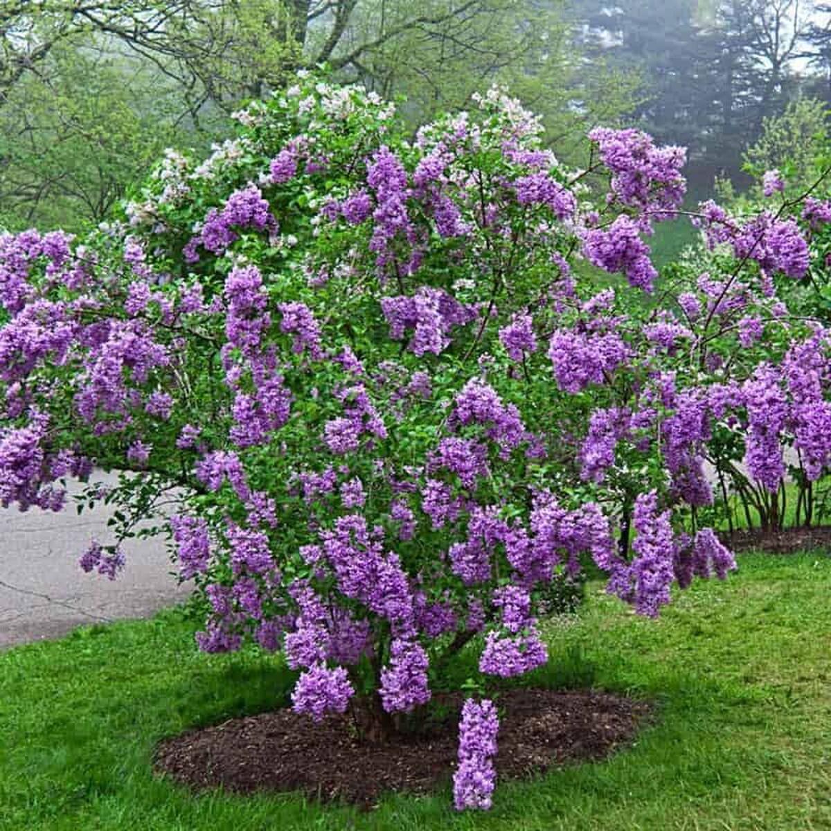 Green River 25 Lilac Sunday Lilac Seeds - Fragrant Spring Bloomers for Garden & Decor Decoratives - Premium Seeds, Heirloom Variety for Pollinator Gardens