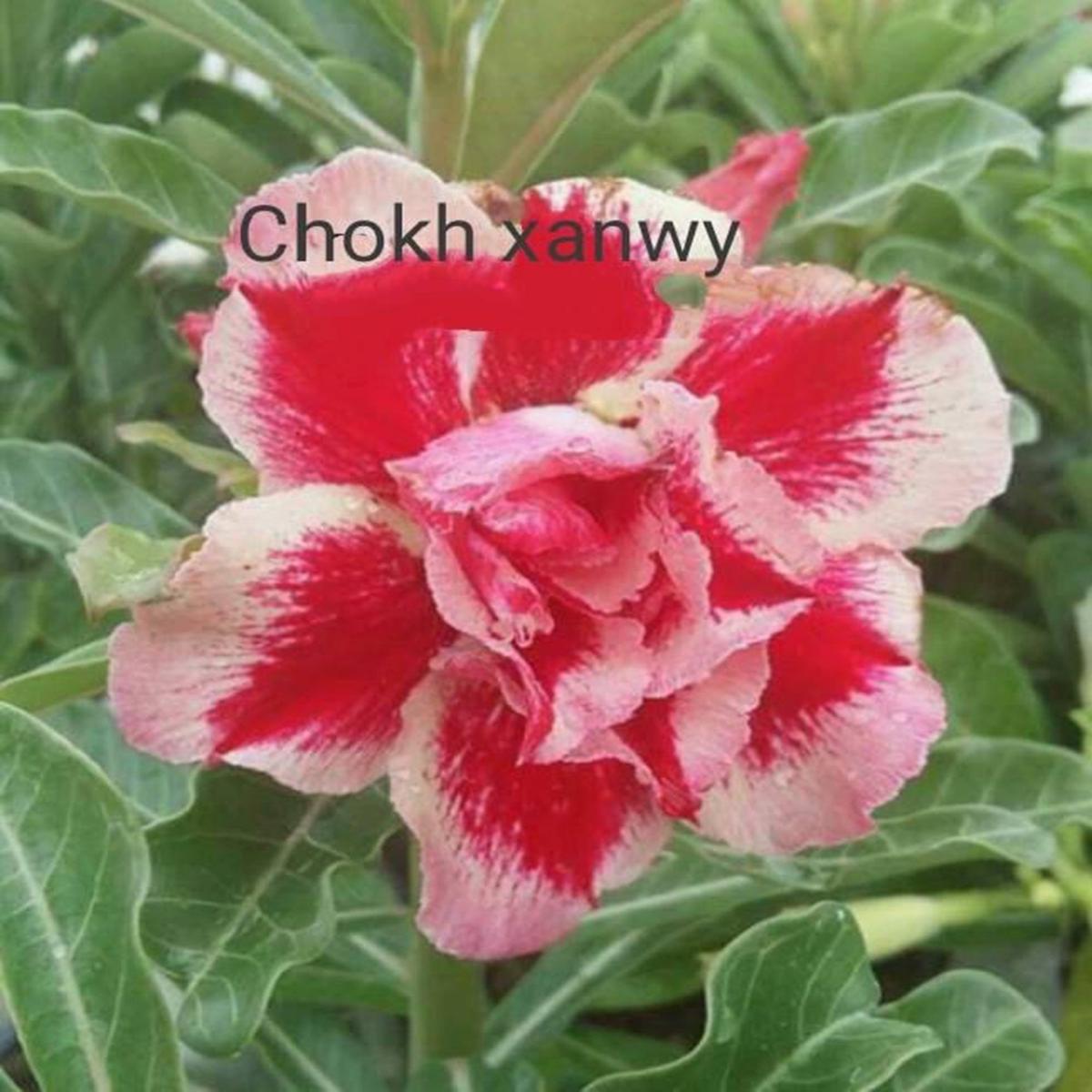 Green River 4 Chokh Xanwy Desert Rose Seeds - Premium Exotic Succulent Flower Seeds for Indoor Pots Bonsai & Tropical Decor Drought-Tolerant, Easy to Grow Unique Trunk, Premium Seed Pack for Collector