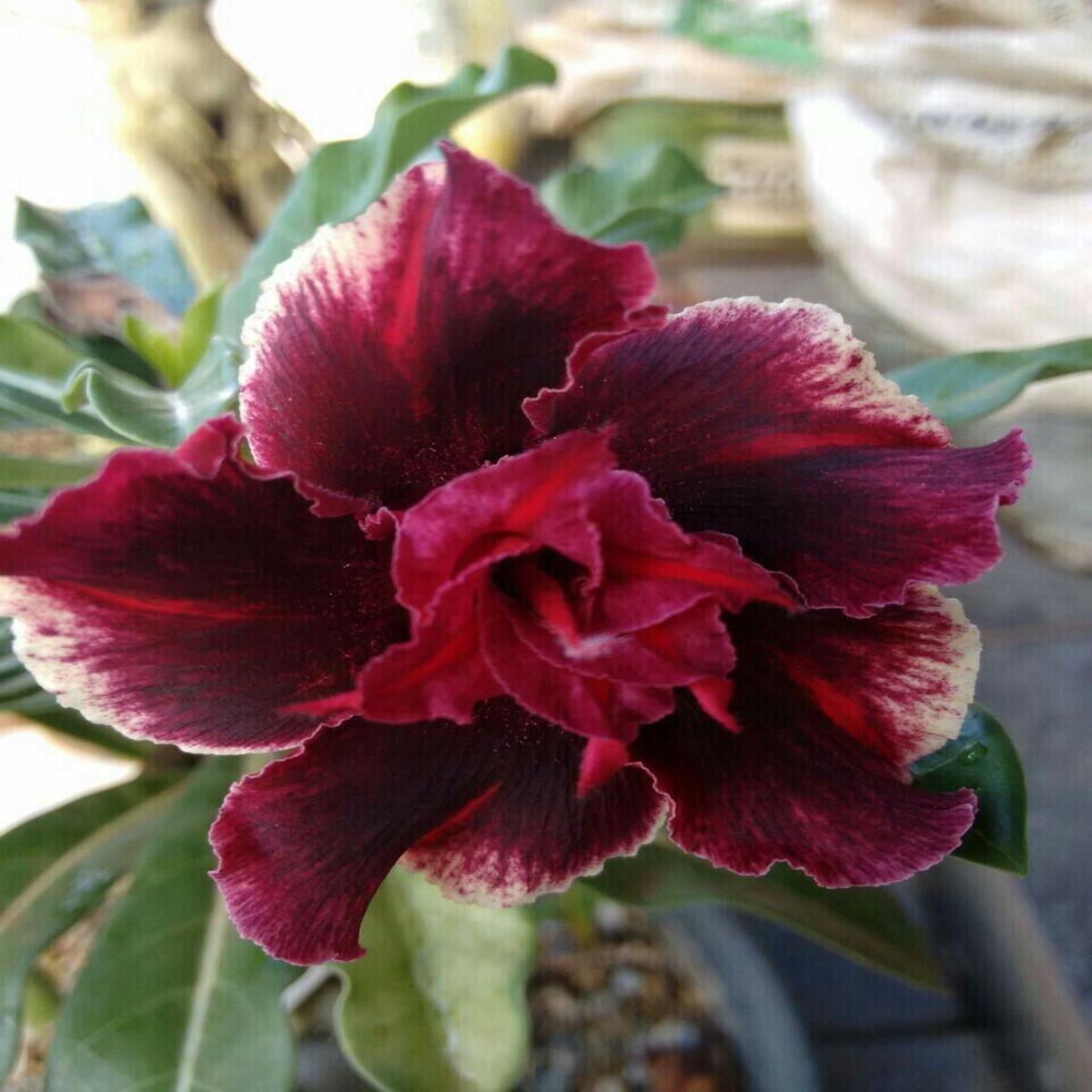 Green River 4 Double Red Magenta Desert Rose Seeds - Premium Exotic Succulent Flower Seeds for Indoor Pots Bonsai & Tropical Decor Drought-Tolerant, Easy to Grow Unique Trunk, Pr