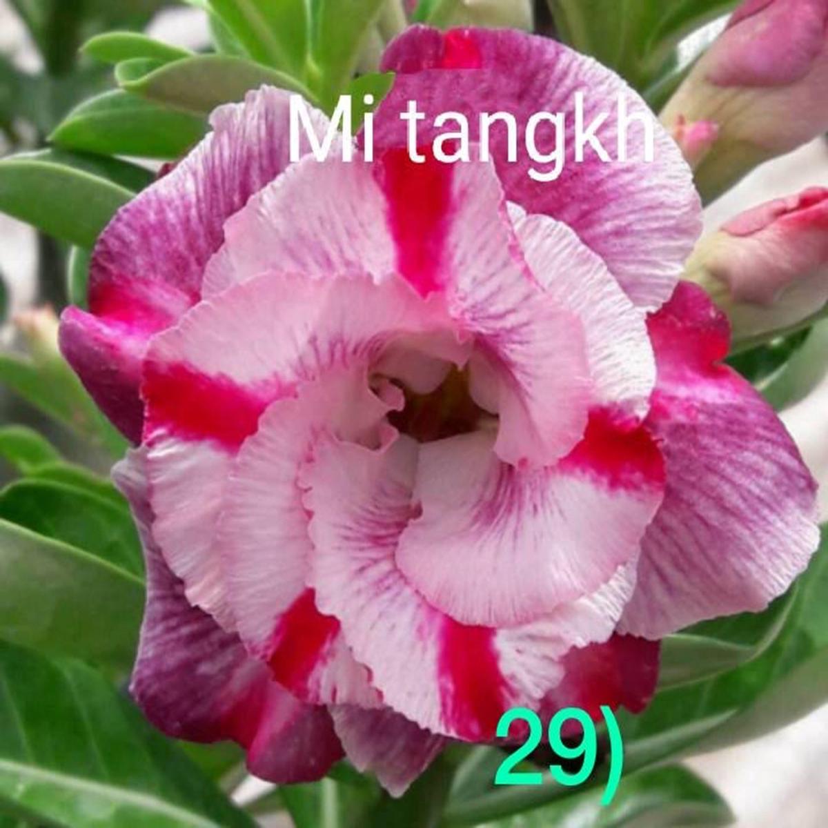 Green River 4 Mi Tangkh Desert Rose Seeds - Premium Exotic Succulent Flower Seeds for Indoor Pots Bonsai & Tropical Decor Drought-Tolerant, Easy to Grow Unique Trunk, Premium See
