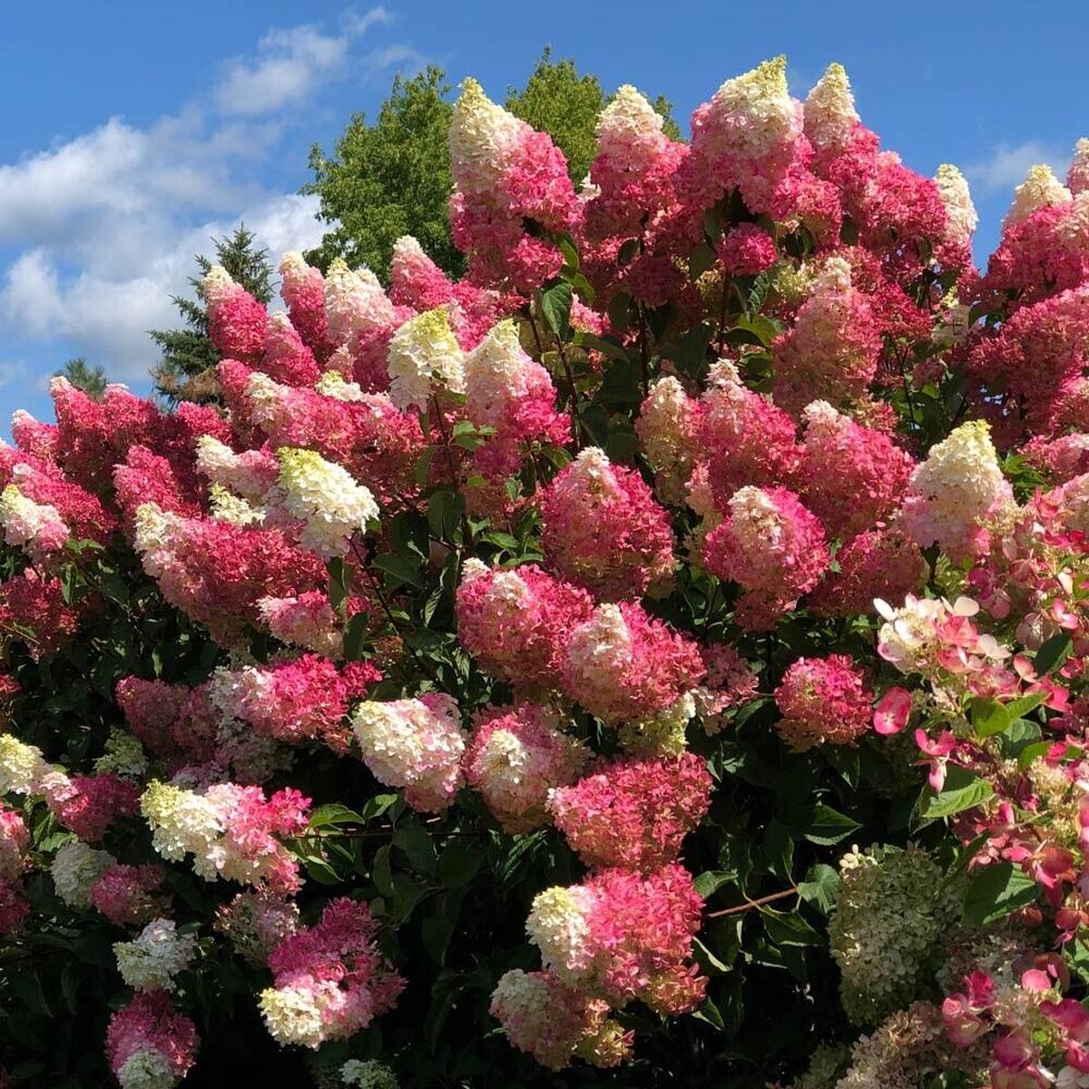 Green River 5 Berry Whit Hydrangea Seeds  Premium Flower Seeds for Elegant Cottage Gardens, Patios & Borders  Rare Perennial Bush with Bold Summer Blooms  Hydrangea Limelight Seeds, Premium Seed Pack 