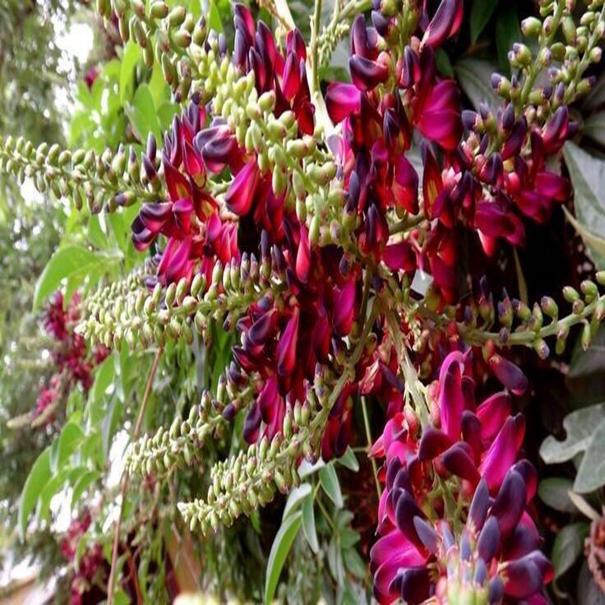 Green River 5 Red Wisteria Seeds - Premium Climbing Vine Seeds for Bonsai & Decor, Rare Fragrant Blooms, Full Sun, Up to 30 ft Tall