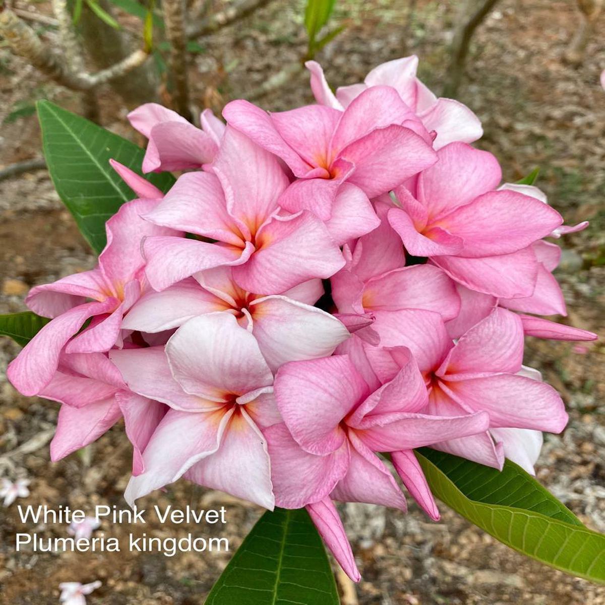 Green River 5 White Pink Velvet Plumeria Seeds - Flower Seed Pack, Premium Tropical Blooms, Fragrant Perennial Plants for Garden Charm, Ideal for Leis and Containers