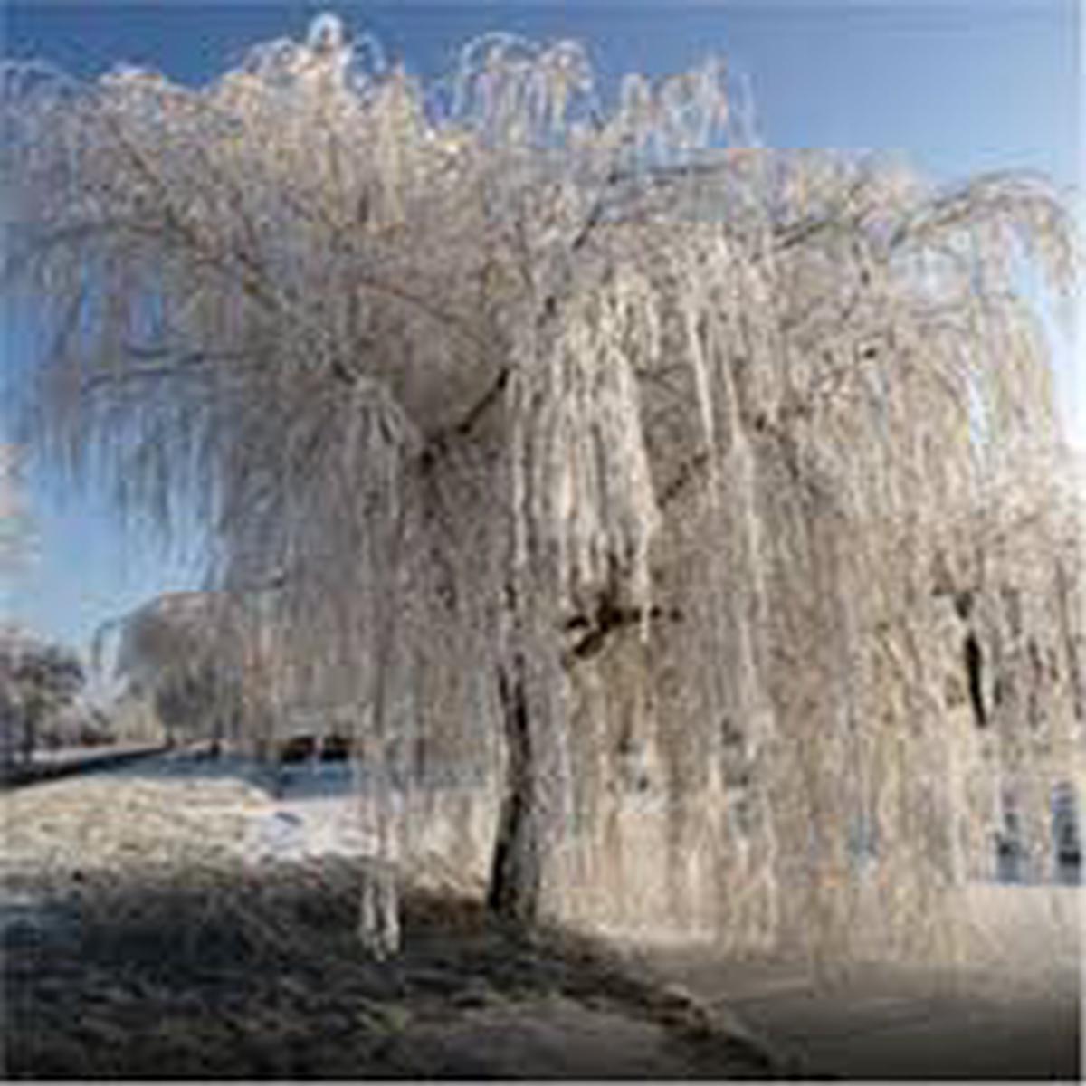 Green River 5 White Willow Seeds - Decor Decorative Tree Seeds for Landscapes & Water Features - USDA Zones 4-10 - Spring Planting - Full Sun - 35-50 ft Tall