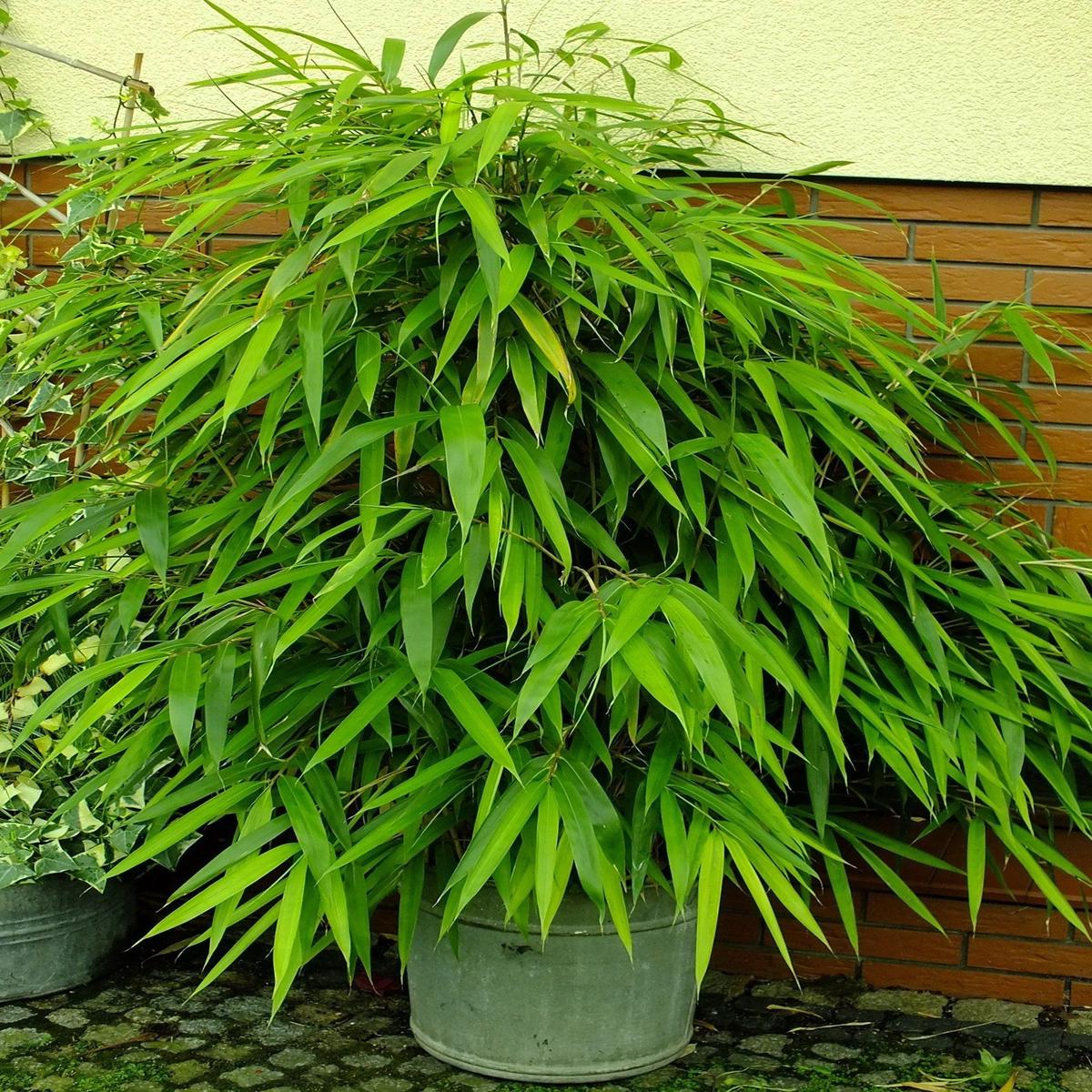 Green River 50 Arrow Bamboo Seeds - Tall Bamboo Plant Seeds for Privacy Screens & Garden Landscaping  Premium Bamboo Seeds for Planting Outdoors or in Pots  Non-Invasive Fast-G