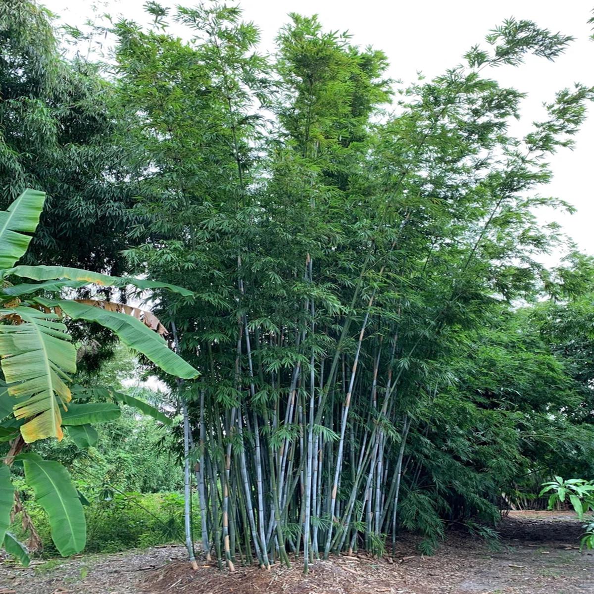 Green River 50 Blue timber Bamboo Seeds - Tall Bamboo Plant Seeds for Privacy Screens & Garden Landscaping  Premium Bamboo Seeds for Planting Outdoors or in Pots  Non-Invasive