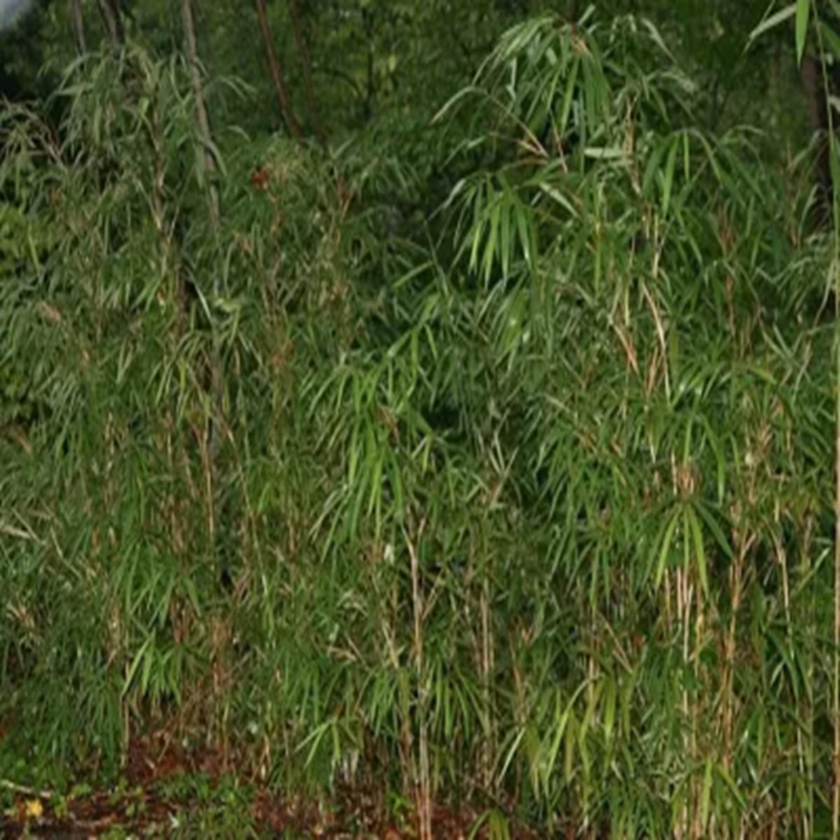Green River 50 Canebrake Bamboo Seeds - Tall Bamboo Plant Seeds for Privacy Screens & Garden Landscaping  Premium Bamboo Seeds for Planting Outdoors or in Pots  Non-Invasive Fa