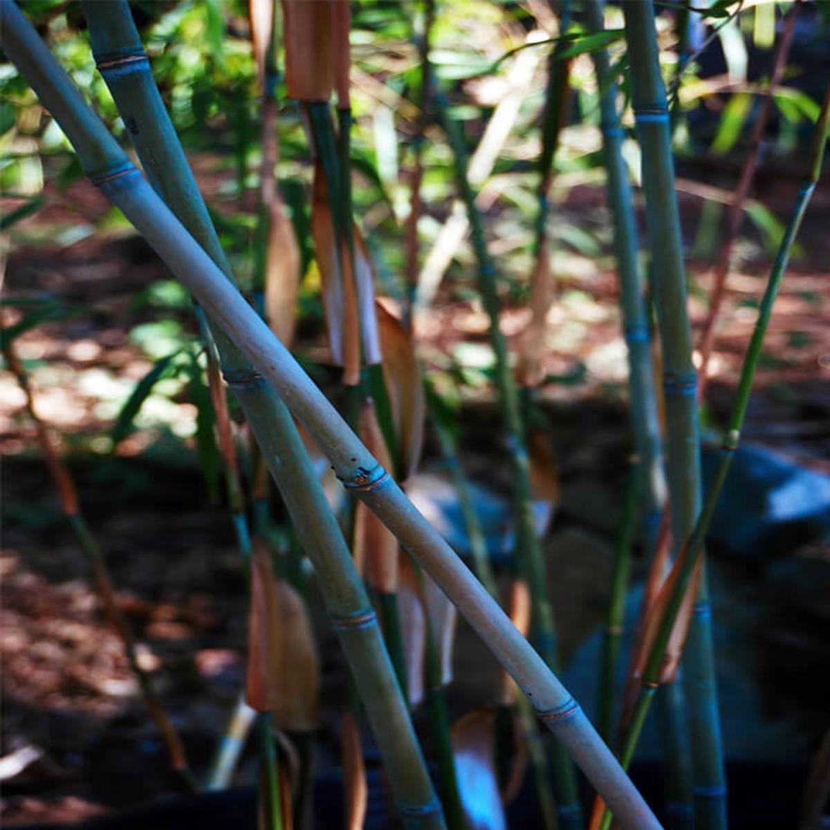 Green River 50 Colorful Clumping Bamboo Seeds - Tall Bamboo Plant Seeds for Privacy Screens & Garden Landscaping  Premium Bamboo Seeds for Planting Outdoors or in Pots  Non-Inv