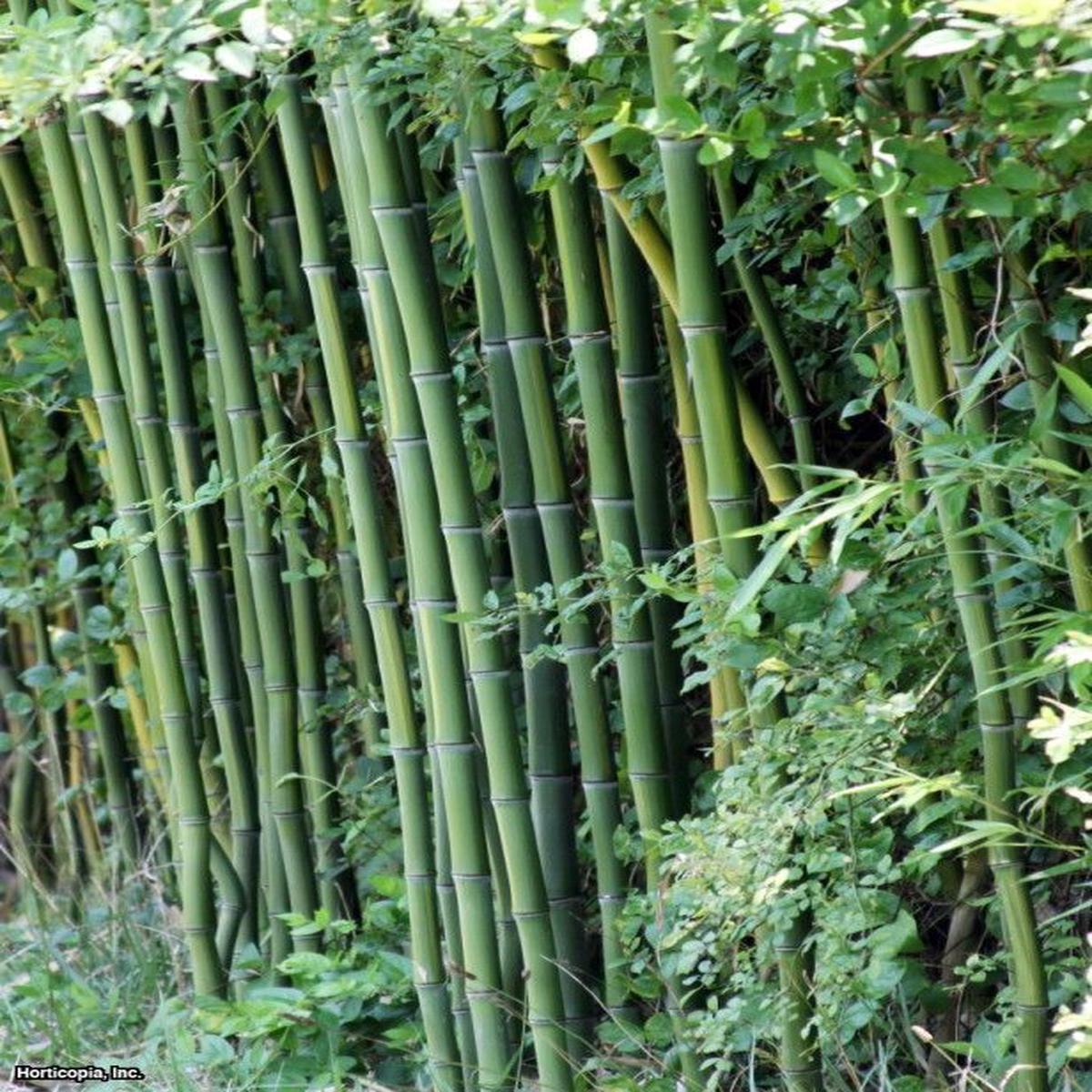 Green River 50 Cui Zhu Bamboo Seeds - Tall Bamboo Plant Seeds for Privacy Screens & Garden Landscaping  Premium Bamboo Seeds for Planting Outdoors or in Pots  Non-Invasive Fast-Growing Lawn Plants  Se