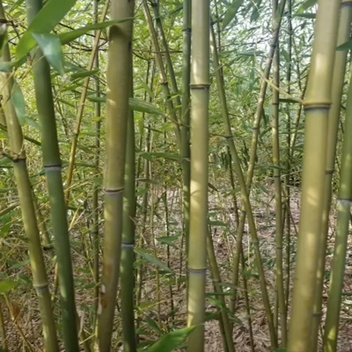 Green River 50 Dwarf David Bisset Bamboo Seeds - Tall Bamboo Plant Seeds for Privacy Screens & Garden Landscaping  Premium Bamboo Seeds for Planting Outdoors or in Pots  Non-Invasive Fast-Growing Lawn