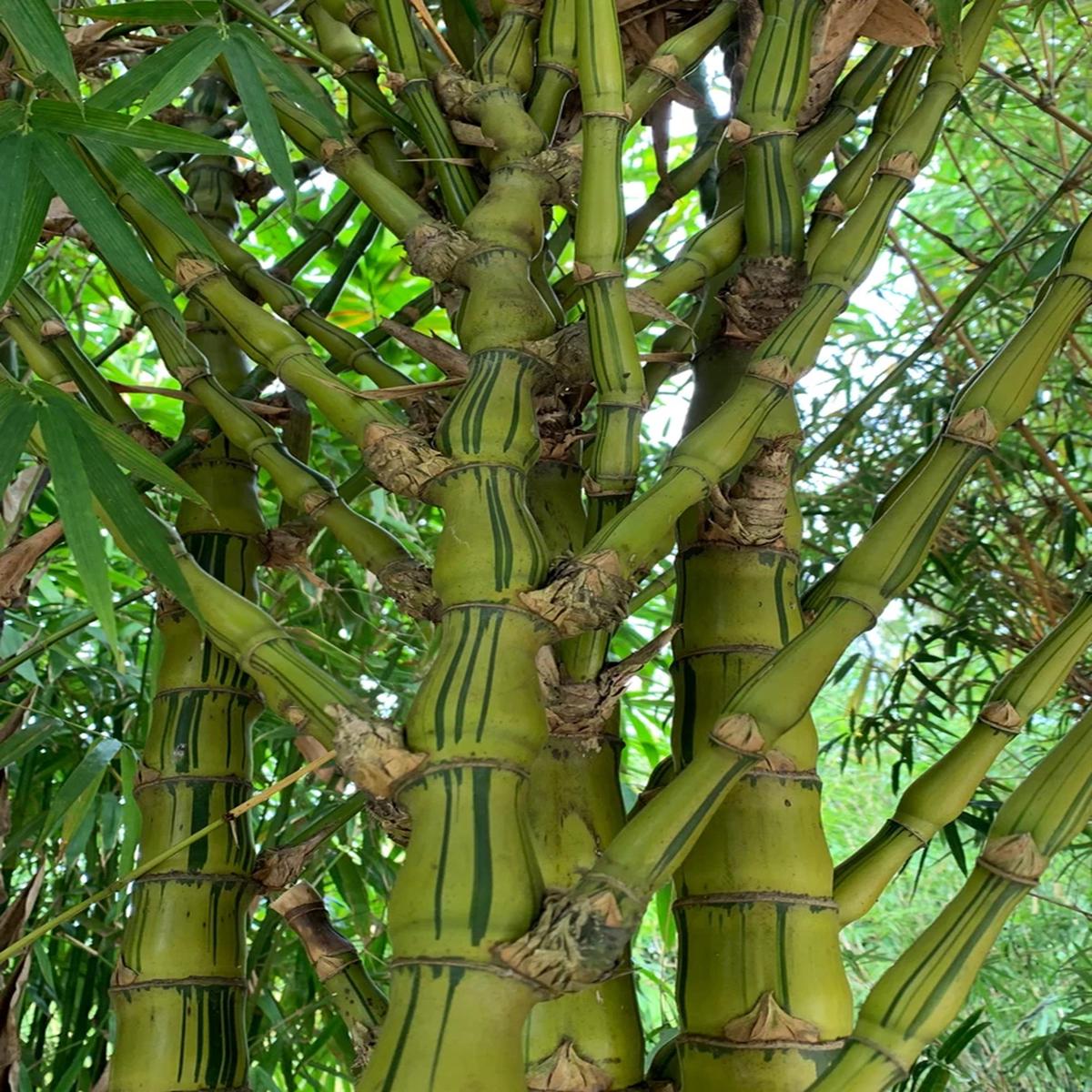 Green River 50 Dwarf Straited Buddha Belly Bamboo Seeds - Tall Bamboo Plant Seeds for Privacy Screens & Garden Landscaping  Premium Bamboo Seeds for Planting Outdoors or in Pots  Non-Invasive Fast-Gro