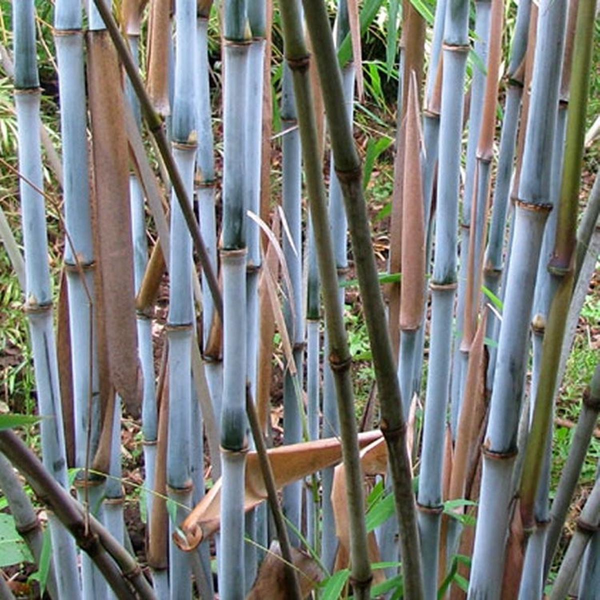 Green River 50 Farciga Blue Bamboo Seeds - Tall Bamboo Plant Seeds for Privacy Screens & Garden Landscaping  Premium Bamboo Seeds for Planting Outdoors or in Pots  Non-Invasive Fast-Growing Lawn Plant
