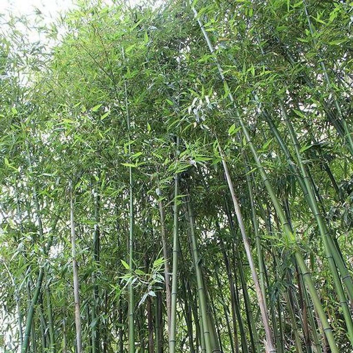 Green River 50 Giant Japanese Timber Bamboo Seeds - Tall Bamboo Plant Seeds for Privacy Screens & Garden Landscaping  Premium Bamboo Seeds for Planting Outdoors or in Pots  Non