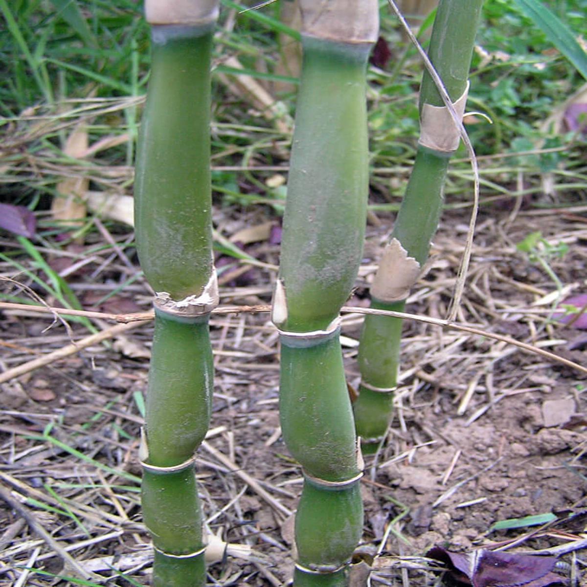 Green River 50 Green Onion Bamboo Seeds - Tall Bamboo Plant Seeds for Privacy Screens & Garden Landscaping  Premium Bamboo Seeds for Planting Outdoors or in Pots  Non-Invasive