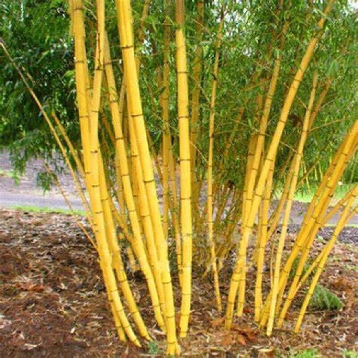 Green River 50 Jin Xiang Yu Bamboo Seeds - Tall Bamboo Plant Seeds for Privacy Screens & Garden Landscaping  Premium Bamboo Seeds for Planting Outdoors or in Pots  Non-Invasive