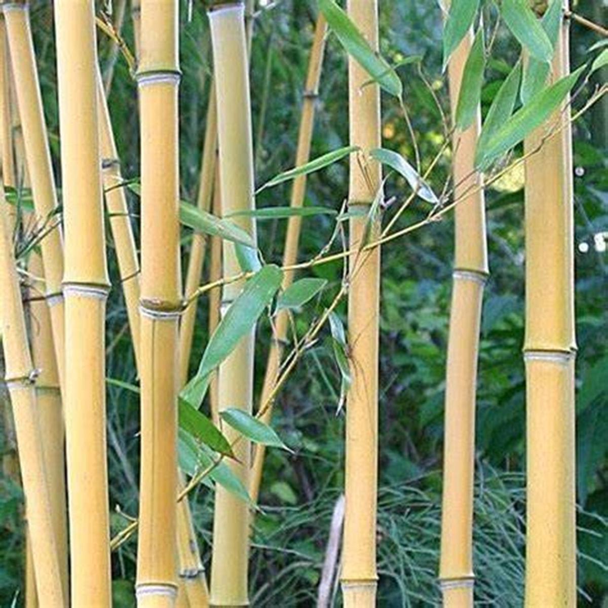 Green River 50 Lama Temple Bamboo Seeds - Tall Bamboo Plant Seeds for Privacy Screens & Garden Landscaping  Premium Bamboo Seeds for Planting Outdoors or in Pots  Non-Invasive