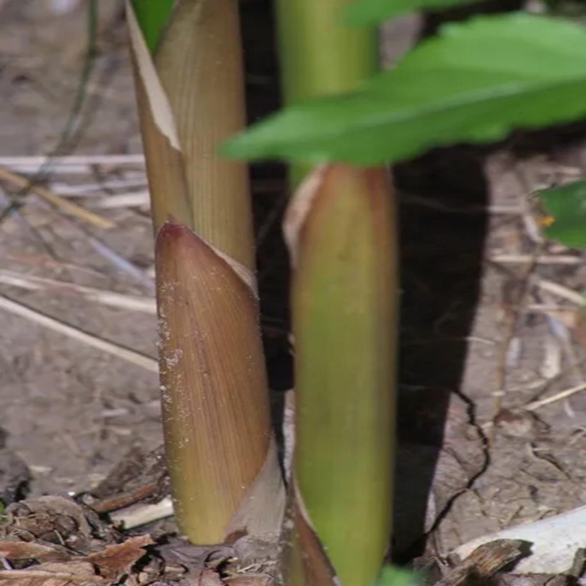 Green River 50 Meyer Bamboo Seeds - Tall Bamboo Plant Seeds for Privacy Screens & Garden Landscaping  Premium Bamboo Seeds for Planting Outdoors or in Pots  Non-Invasive Fast-G