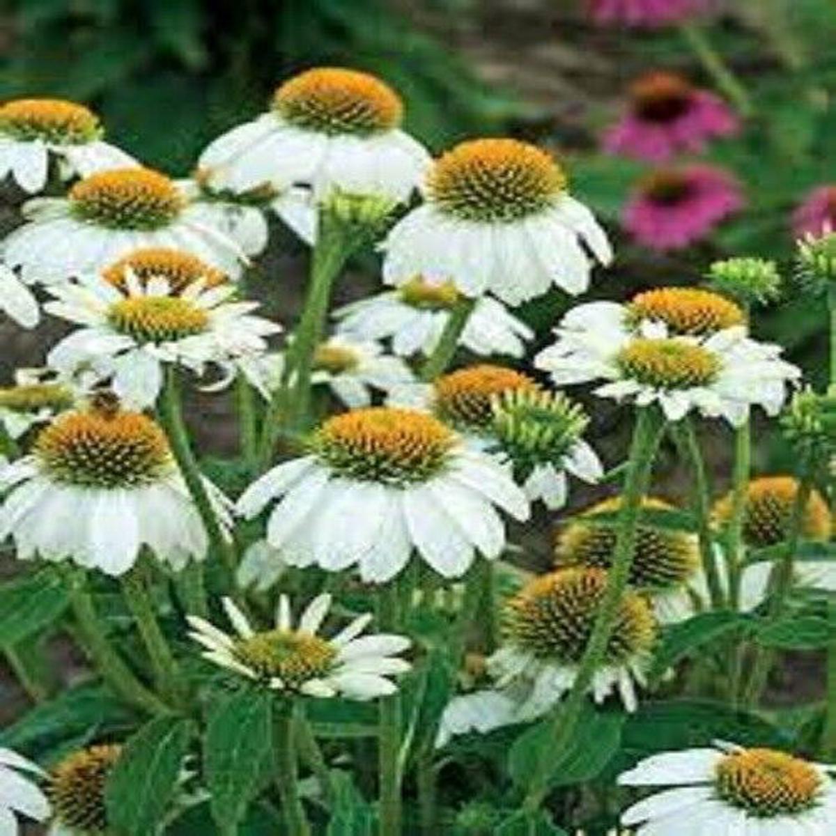 Green River 50 Pow Wow White Coneflower Seeds - Drought-Tolerant Decor Seeds for Pollinator Gardens, Perennial Blooms, Ideal for Summer Conditions