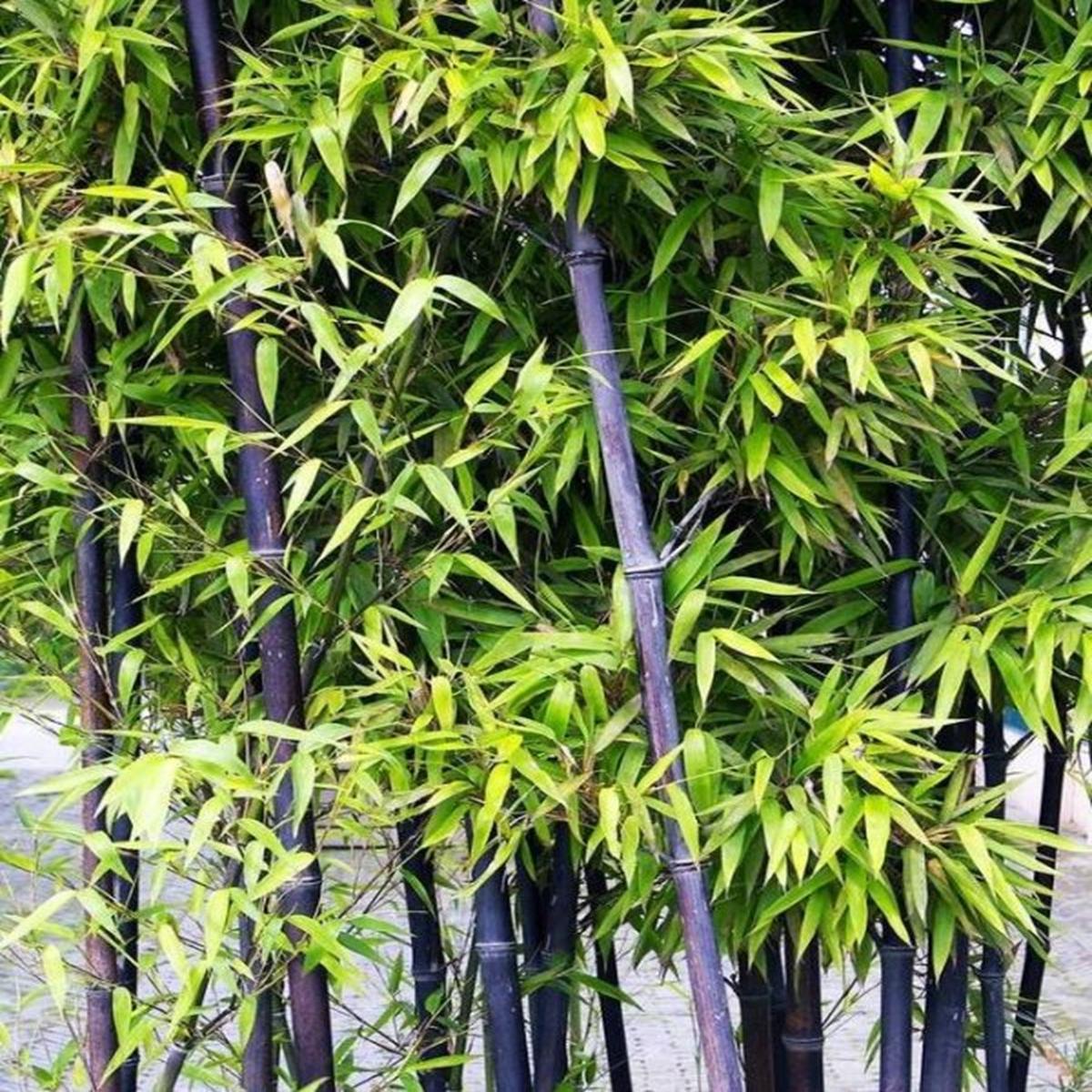 Green River 50 Purple Bamboo Seeds - Tall Bamboo Plant Seeds for Privacy Screens & Garden Landscaping  Premium Bamboo Seeds for Planting Outdoors or in Pots  Non-Invasive Fast-