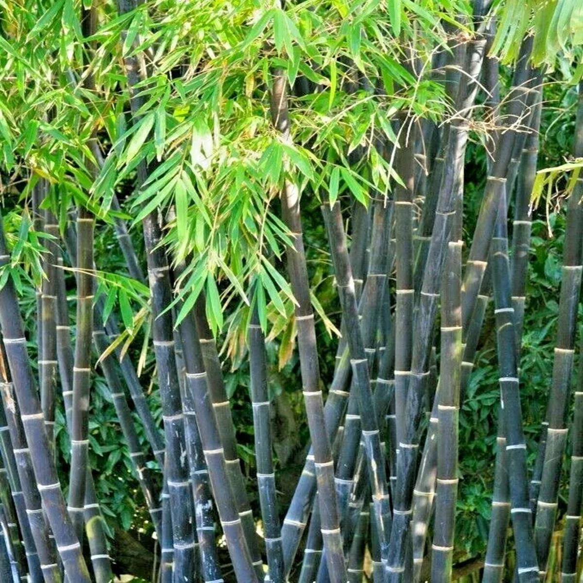 Green River 50 Purple Timor Bamboo Seeds - Tall Bamboo Plant Seeds for Privacy Screens & Garden Landscaping  Premium Bamboo Seeds for Planting Outdoors or in Pots  Non-Invasive