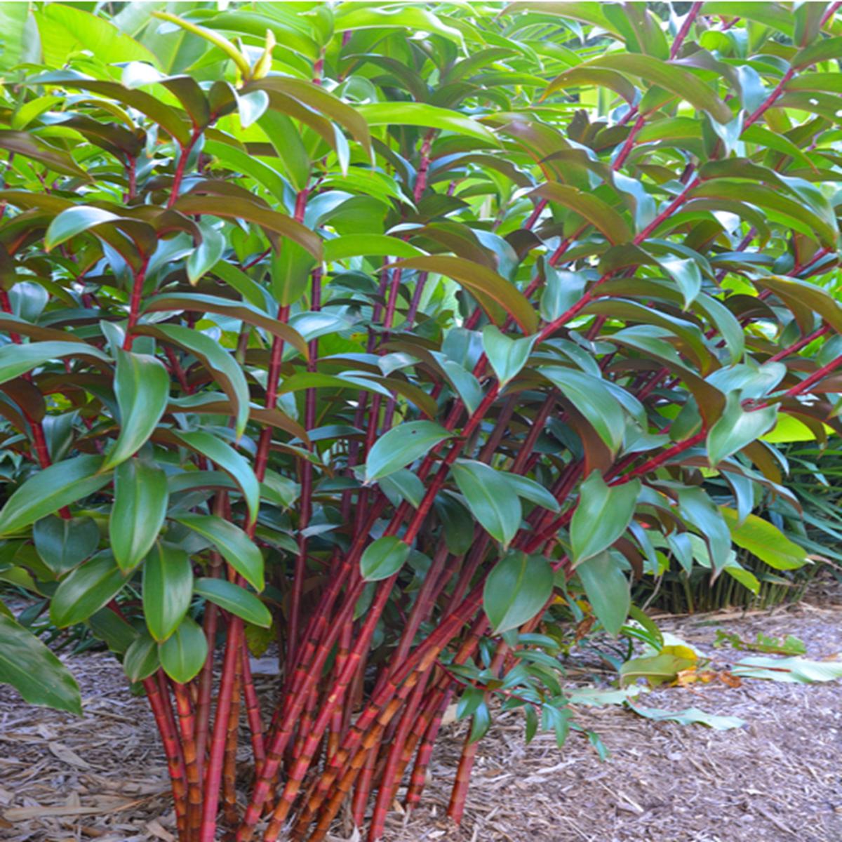 Green River 50 Red Stem Bamboo Seeds - Tall Bamboo Plant Seeds for Privacy Screens & Garden Landscaping  Premium Bamboo Seeds for Planting Outdoors or in Pots  Non-Invasive Fas