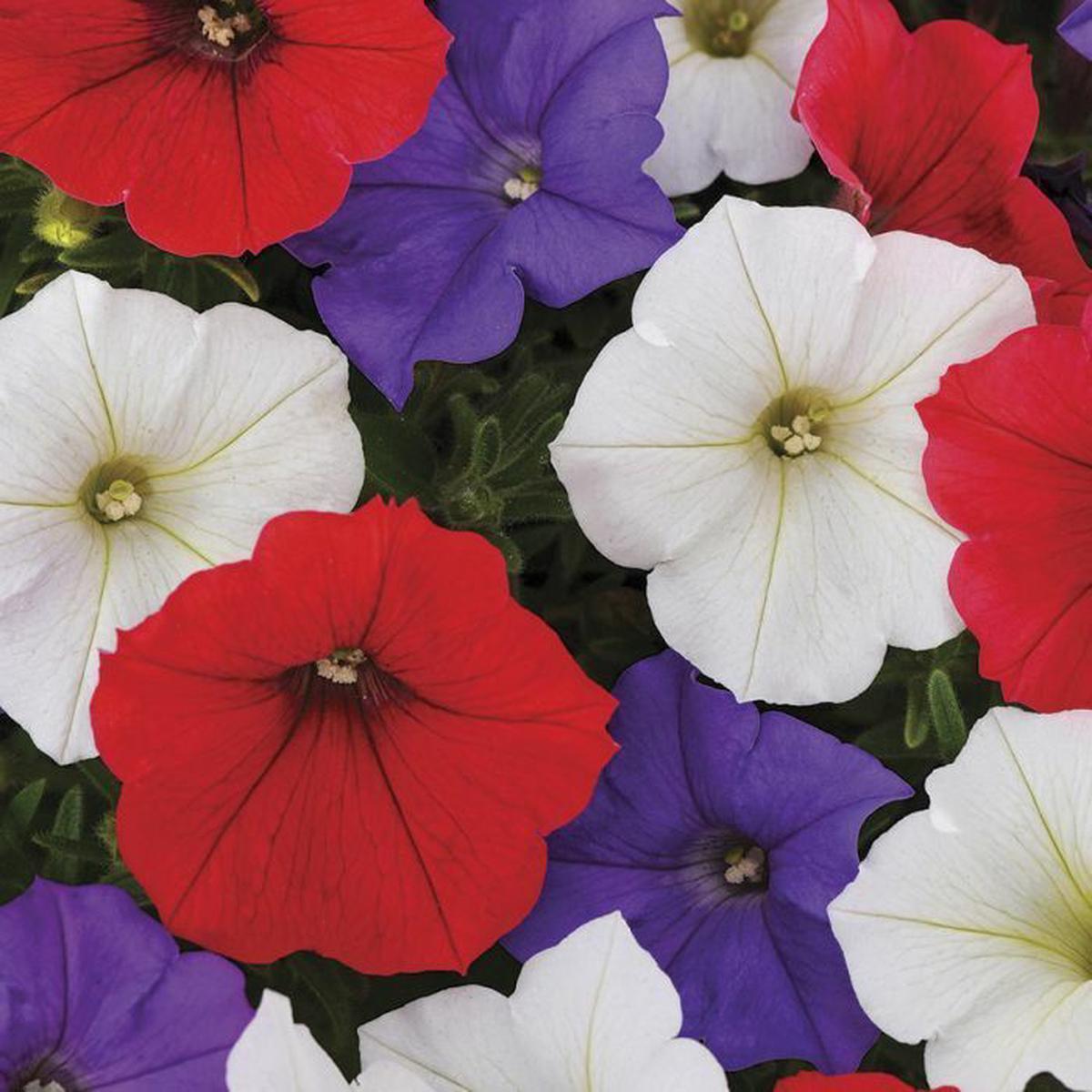 Green River 50 Red White Purple Mix Petunia Seeds - Decor Decoratives for Pots, Premium Seeds for Pots, Hanging Baskets & Flower Beds - Easy to Grow, Vibrant, Cascading Beauty -