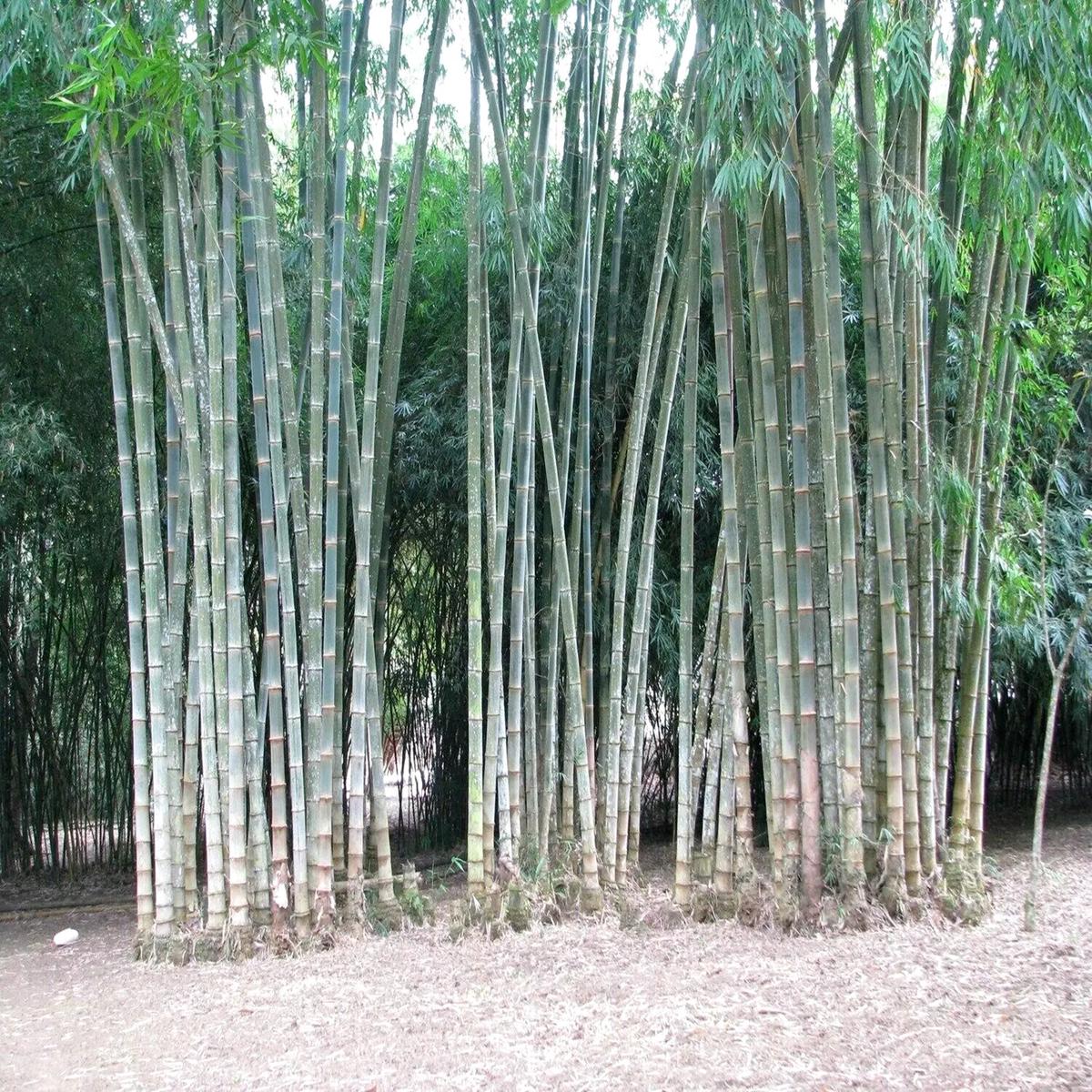 Green River 50 Rough Bamboo Seeds - Tall Bamboo Plant Seeds for Privacy Screens & Garden Landscaping  Premium Bamboo Seeds for Planting Outdoors or in Pots  Non-Invasive Fast-Growing Lawn Plants  Seed