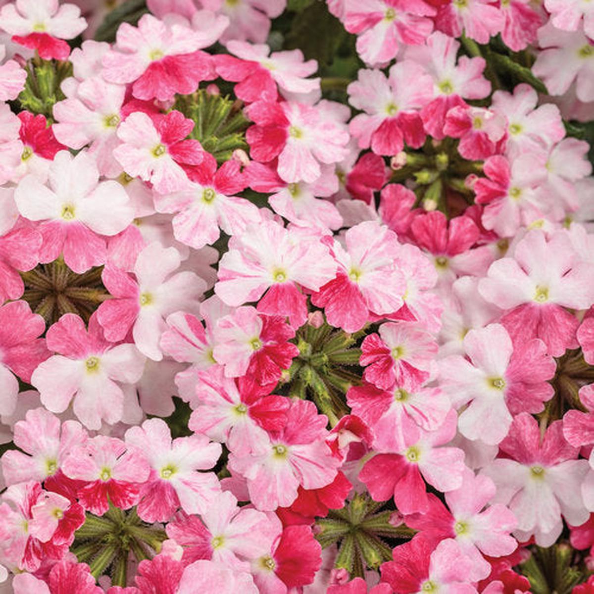 Green River 50 Sparkling Rose Verbena Seeds- Perennial Flower Seeds for Pots and Gardens, Vibrant Blooms for Pollinator Gardens, Fast-Growing Plant Seeds for Summer Color