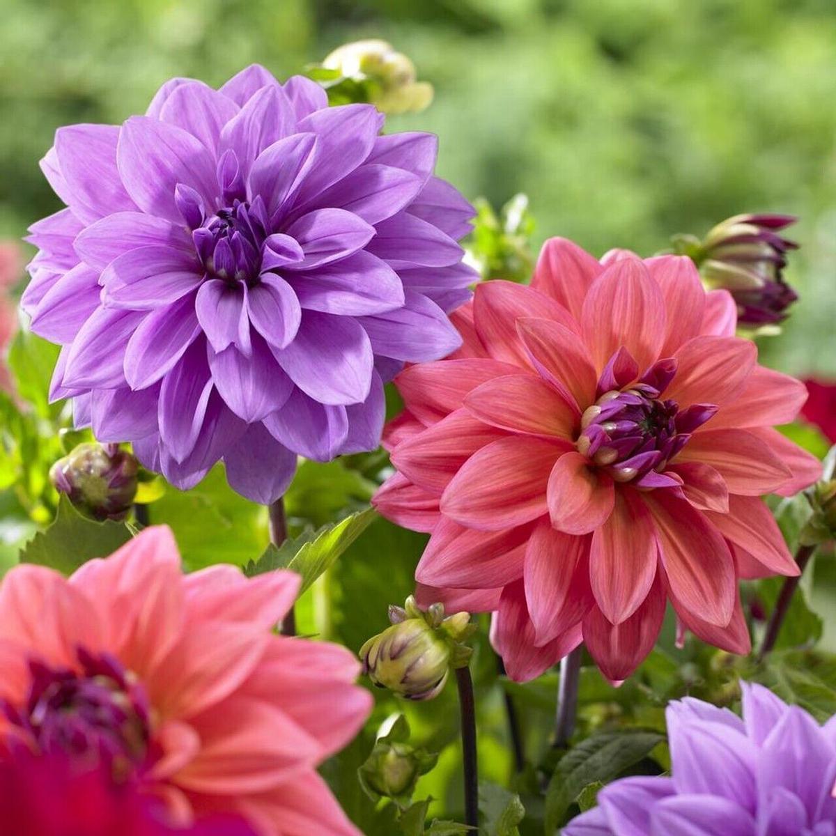 Green River Blue Bell Dahlia Perennial Flowers Seeds  25 Premium Dahlia Flower Seeds for Bouquets, Borders & Pots  Vibrant Summer Blooms with green Foliage  Full Sun Cottage G